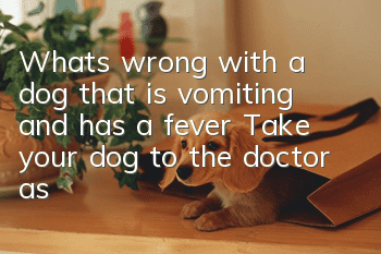 What’s wrong with a dog that is vomiting and has a fever? Take your dog to the doctor as soon as possible to avoid delaying the condition.