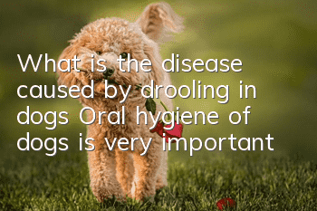 What is the disease caused by drooling in dogs? Oral hygiene of dogs is very important