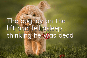 The dog lay on the lift and fell asleep, thinking he was dead