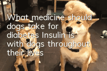 What medicine should dogs take for diabetes? Insulin is with dogs throughout their lives!