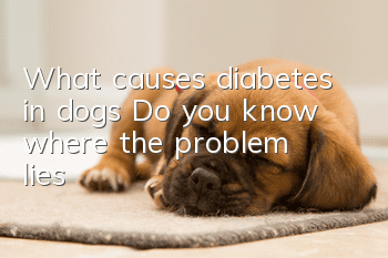 What causes diabetes in dogs? Do you know where the problem lies?