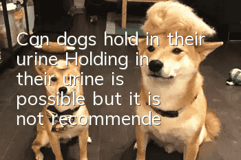 Can dogs hold in their urine? Holding in their urine is possible, but it is not recommended!