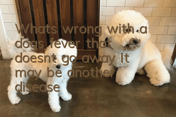 What’s wrong with a dog’s fever that doesn’t go away? It may be another disease!