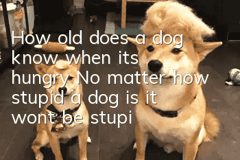 How old does a dog know when it's hungry? No matter how stupid a dog is, it won't be stupid enough to starve itself to death!