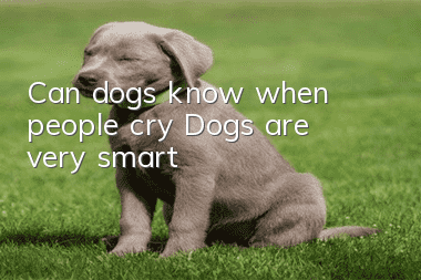 Can dogs know when people cry? Dogs are very smart!