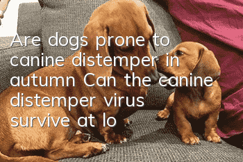 Are dogs prone to canine distemper in autumn? Can the canine distemper virus survive at low temperatures?
