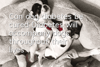 Can dog diabetes be cured? Diabetes will accompany dogs throughout their lives!
