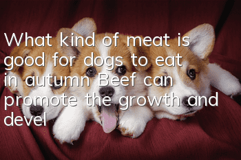What kind of meat is good for dogs to eat in autumn? Beef can promote the growth and development of dogs.