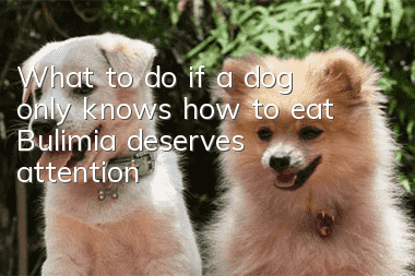 What to do if a dog only knows how to eat? Bulimia deserves attention!