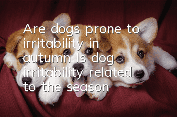 Are dogs prone to irritability in autumn? Is dog irritability related to the season?