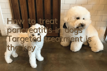 How to treat pancreatitis in dogs? Targeted treatment is the key!