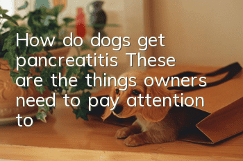 How do dogs get pancreatitis? These are the things owners need to pay attention to