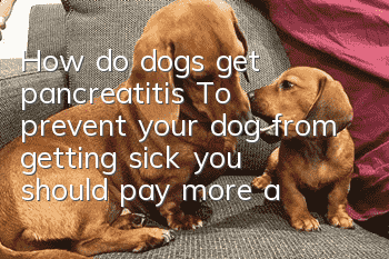 How do dogs get pancreatitis? To prevent your dog from getting sick, you should pay more attention