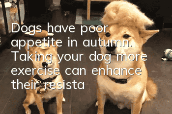 Dogs have poor appetite in autumn. Taking your dog more exercise can enhance their resistance.