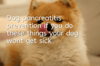 Dog pancreatitis prevention: if you do these things, your dog won’t get sick