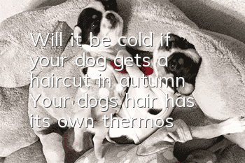Will it be cold if your dog gets a haircut in autumn? Your dog’s hair has its own thermostat