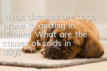 What diseases are dogs prone to getting in autumn? What are the causes of colds in dogs?