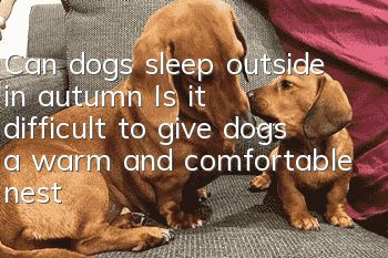 Can dogs sleep outside in autumn? Is it difficult to give dogs a warm and comfortable nest?