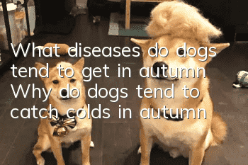 What diseases do dogs tend to get in autumn? Why do dogs tend to catch colds in autumn?