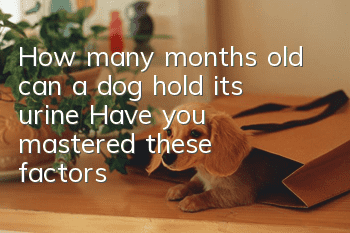 How many months old can a dog hold its urine? Have you mastered these factors?