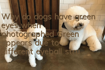 Why do dogs have green eyes when photographed? Green appears due to different eyeball structures.