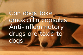 Can dogs take amoxicillin capsules? Anti-inflammatory drugs are toxic to dogs