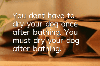 You don’t have to dry your dog once after bathing. You must dry your dog after bathing.