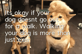 It’s okay if your dog doesn’t go out for a walk. Walking your dog is more than just exercise.