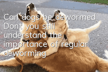 Can dogs be dewormed? Don’t you still understand the importance of regular deworming?