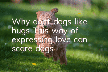 Why don’t dogs like hugs? This way of expressing love can scare dogs
