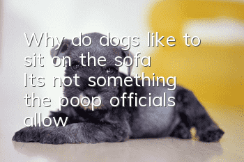 Why do dogs like to sit on the sofa? It’s not something the poop officials allow!