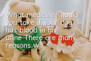What medicine should you take if your dog has blood in his urine? There are many reasons why your dog has blood in his urine.