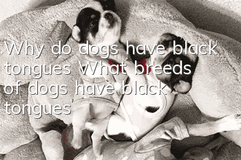 Why do dogs have black tongues? What breeds of dogs have black tongues?