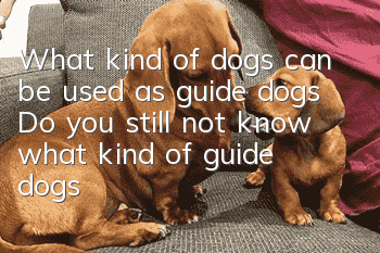 What kind of dogs can be used as guide dogs? Do you still not know what kind of guide dogs there are?