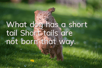 What dog has a short tail? Short tails are not born that way.
