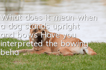 What does it mean when a dog stands upright and bows? Have you interpreted the bowing behavior correctly?