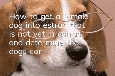 How to get a female dog into estrus that is not yet in estrus and determine the dog’s condition in a timely manner