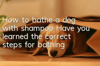 How to bathe a dog with shampoo? Have you learned the correct steps for bathing?