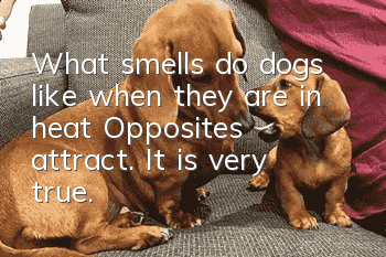 What smells do dogs like when they are in heat? Opposites attract. It is very true.
