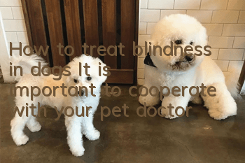 How to treat blindness in dogs? It is important to cooperate with your pet doctor!