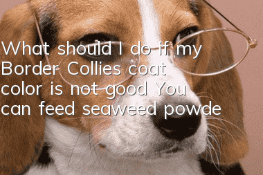 What should I do if my Border Collie’s coat color is not good? You can feed seaweed powder to your dog.
