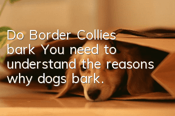 Do Border Collies bark? You need to understand the reasons why dogs bark.