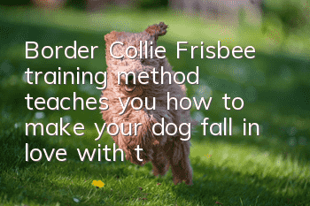 Border Collie Frisbee training method teaches you how to make your dog fall in love with the game of retrieval