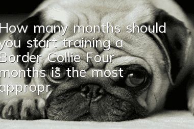 How many months should you start training a Border Collie? Four months is the most appropriate time to start training.