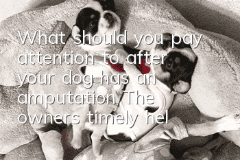 What should you pay attention to after your dog has an amputation? The owner’s timely help is really heartwarming!