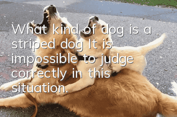 What kind of dog is a striped dog? It is impossible to judge correctly in this situation.