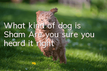What kind of dog is Sham? Are you sure you heard it right?