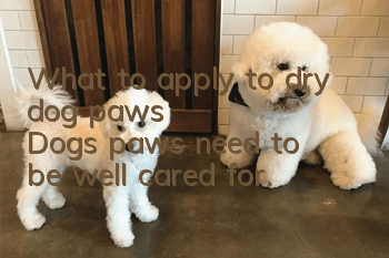 What to apply to dry dog ​​paws? Dog’s paws need to be well cared for.