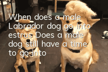 When does a male Labrador dog go into estrus? Does a male dog still have a time to go into estrus?