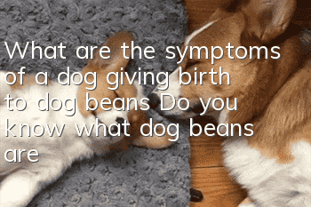 What are the symptoms of a dog giving birth to dog beans? Do you know what dog beans are?